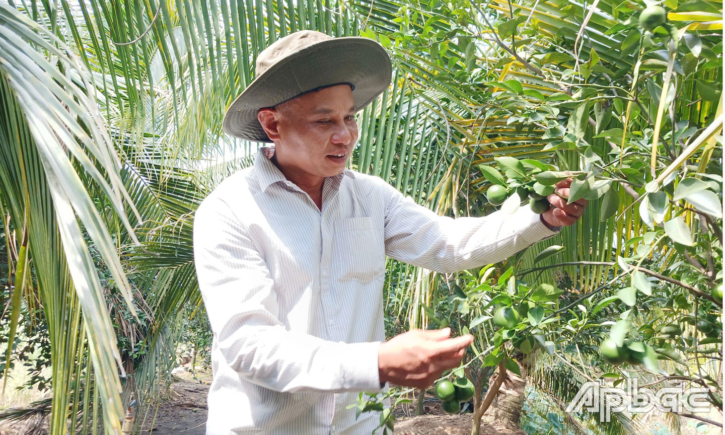 Anh Tùng chăm sóc vườn quýt tết 2 ha của gia đình. 