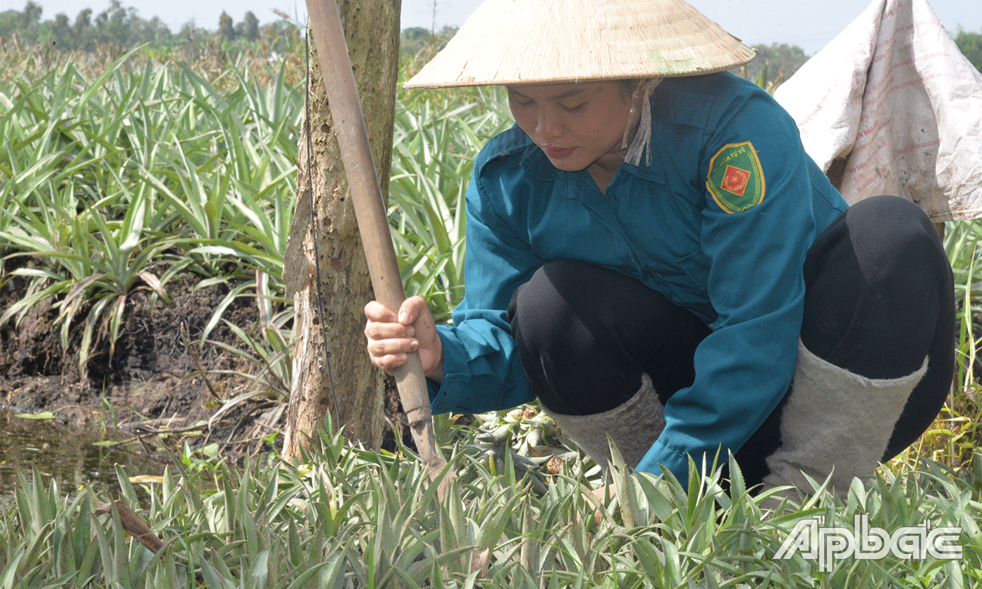 Mô hình phát triển kinh tế của người dân xã Tân Hoà Đông.