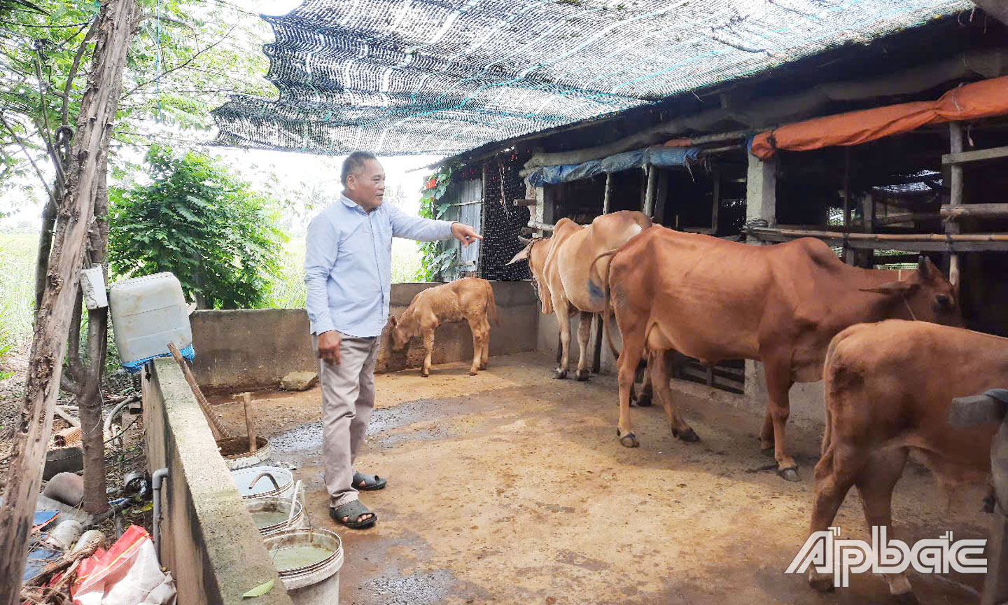 Gia đình ông Nguyễn Văn Đúng khấm khá lên nhờ chăn nuôi bò. 
