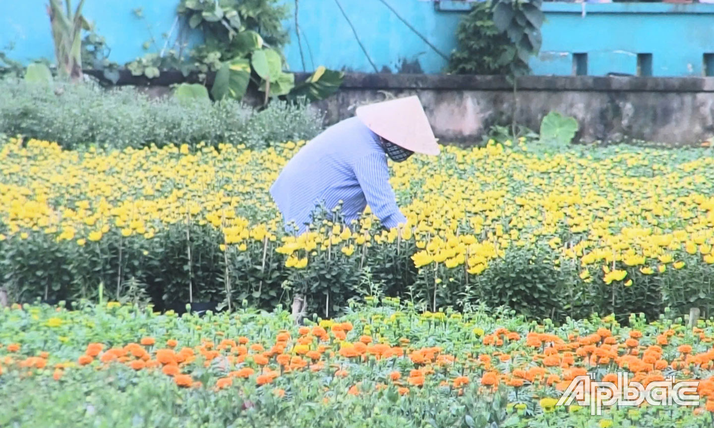 Nông dân tất bật chăm sóc hoa kiểng phục vụ thị trường Tết.