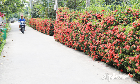 Hiệp Phú - một vùng quê khởi sắc, êm đềm