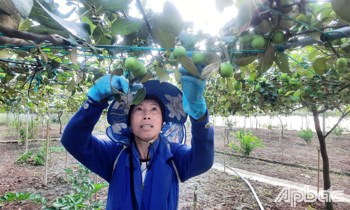 chị Cam Thị Thu Hà đang thu hoạch táo
