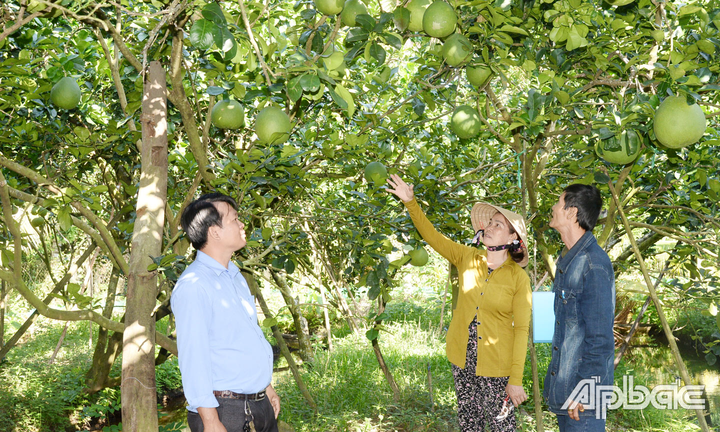 Cô Nguyễn Thị Phượng, ấp Mỹ Phú, xã Song Thuận, huyện Châu Thành tích cực chăm sóc vườn bưởi da xanh để chuẩn bị bán vào dịp tết.