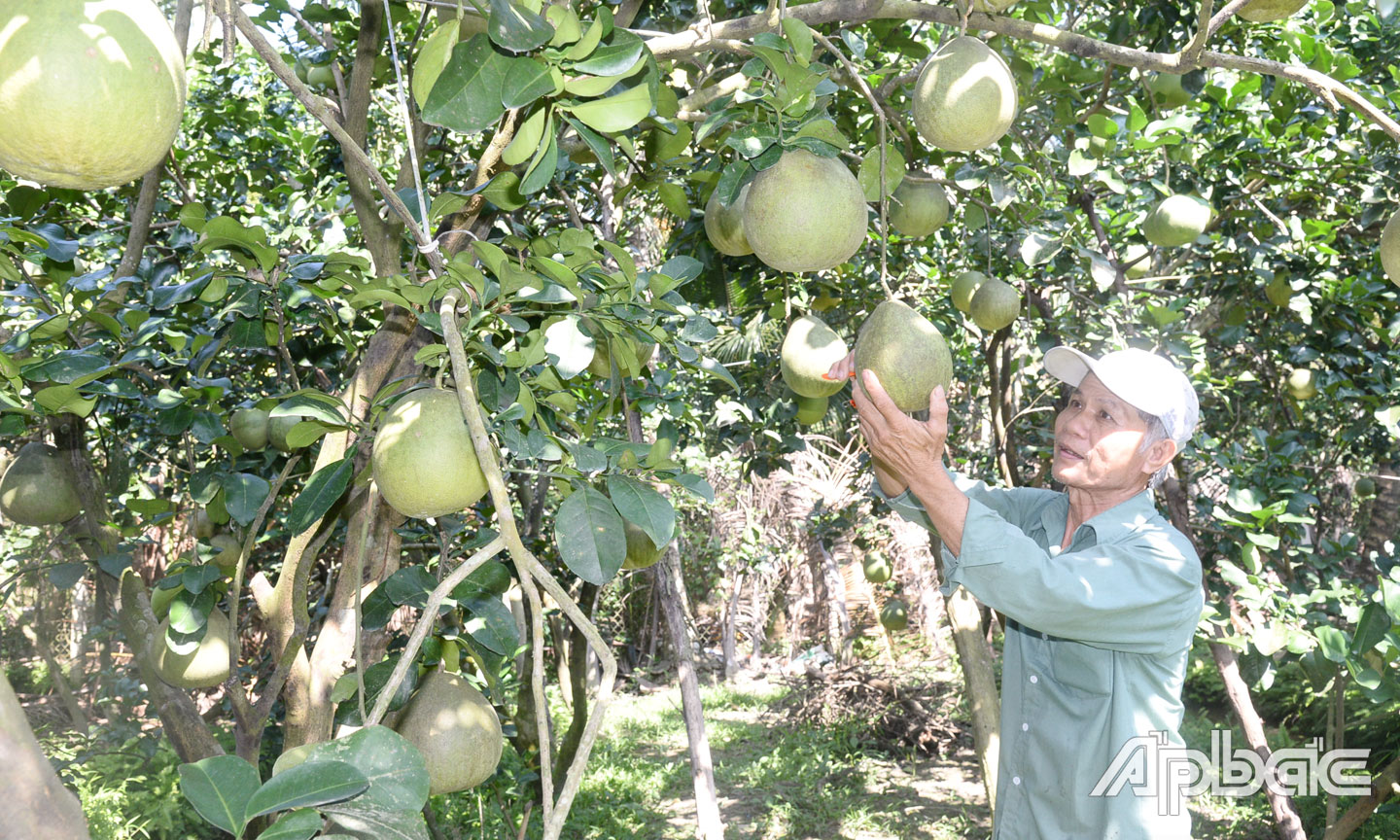 Ông Đoàn Hiếu Thiện, xã Song Thuận, huyện Châu Thành chuẩn bị trên 3 tấn buổi da xanh và bưởi long Cổ Cò phục vụ Tết Nguyên đán Ất Tỵ năm 2025.