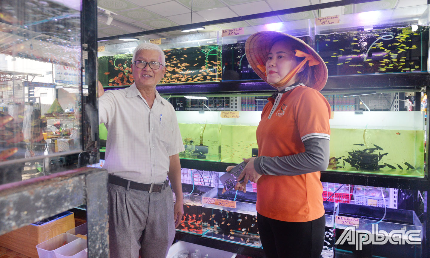Chị Nguyễn Thị Hồng Nhung (xã Trung An, TP. Mỹ Tho) khởi nghiệp thành công từ con cá cảnh. 