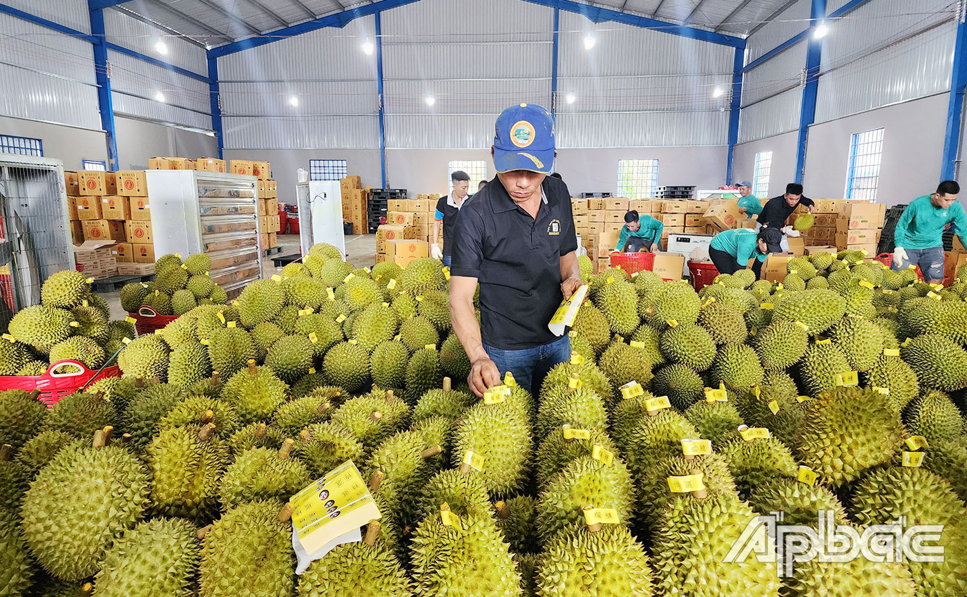 Giá sầu siêng đột ngột quay đầu giảm mạnh.