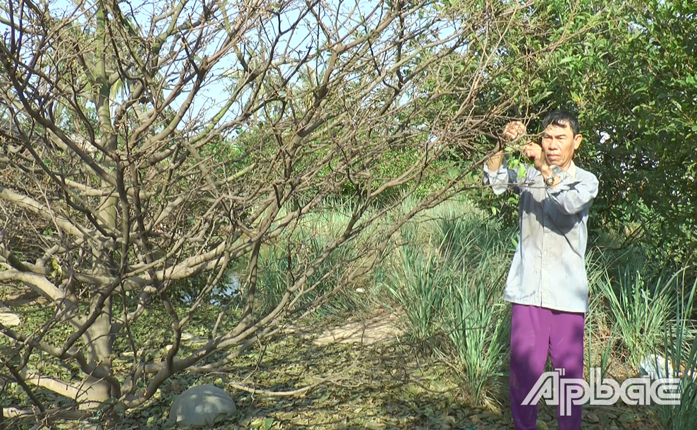 Ông Núi bên mô hình trồng sả xen cây mai vàng của gia đình.