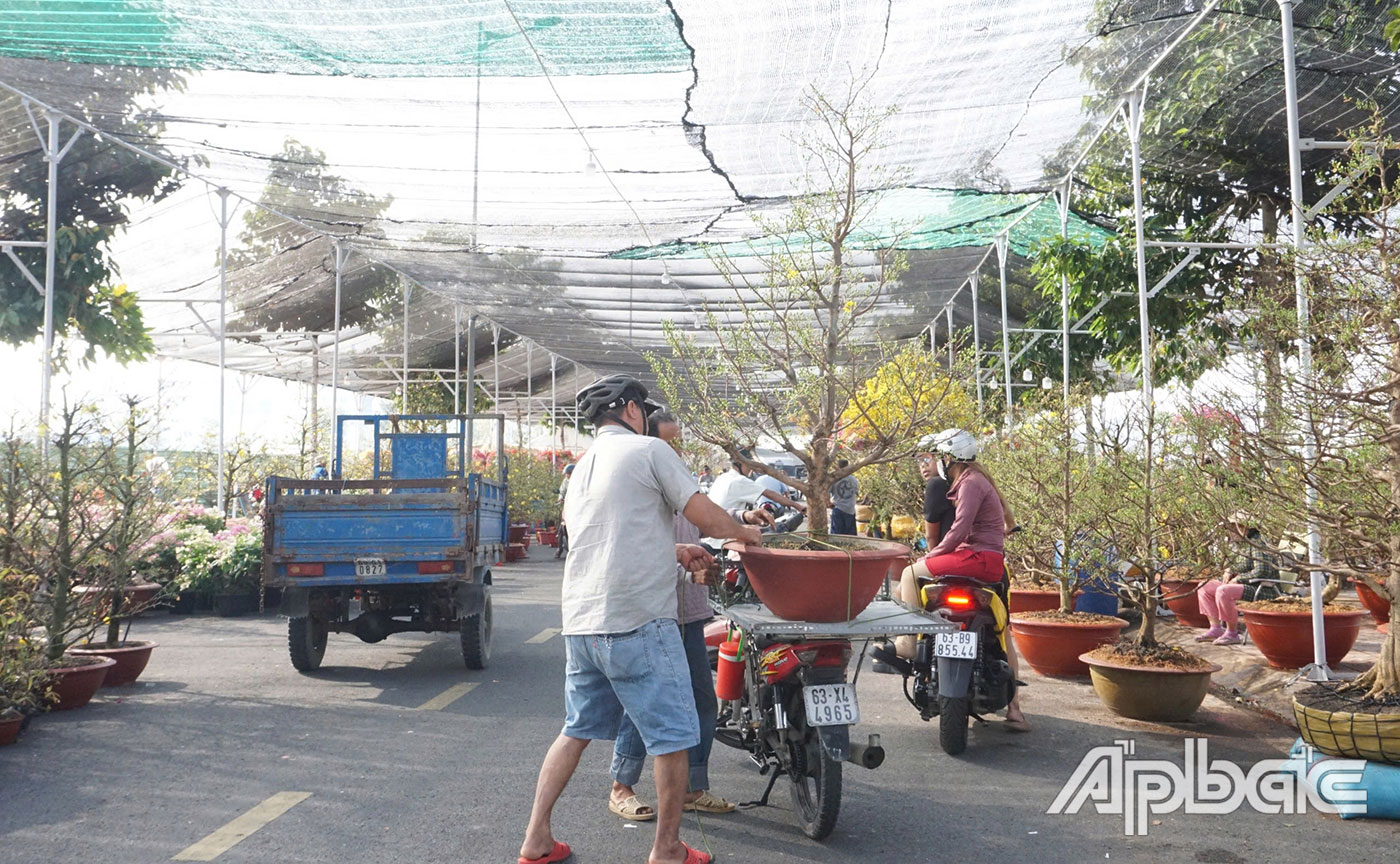 Người dân mua mai về chưng tết.