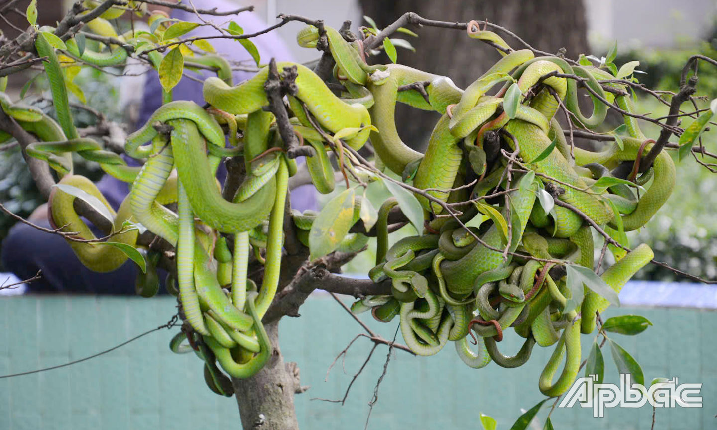 Rắn là loài vật quen thuộc của người dân trên khắp thế giới.                                        Ảnh: HẠNH NGA