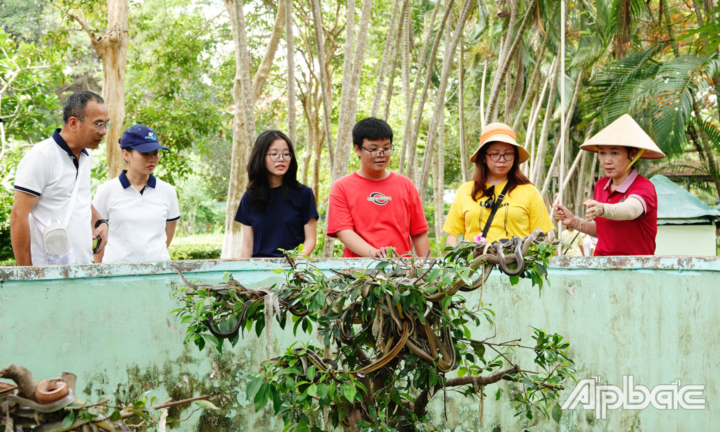 Khi du khách đến với Trại rắn Đồng Tâm sẽ được tìm hiểu về đời sống sinh lý, sinh thái của các loài rắn. Ảnh: HOÀI LÂM