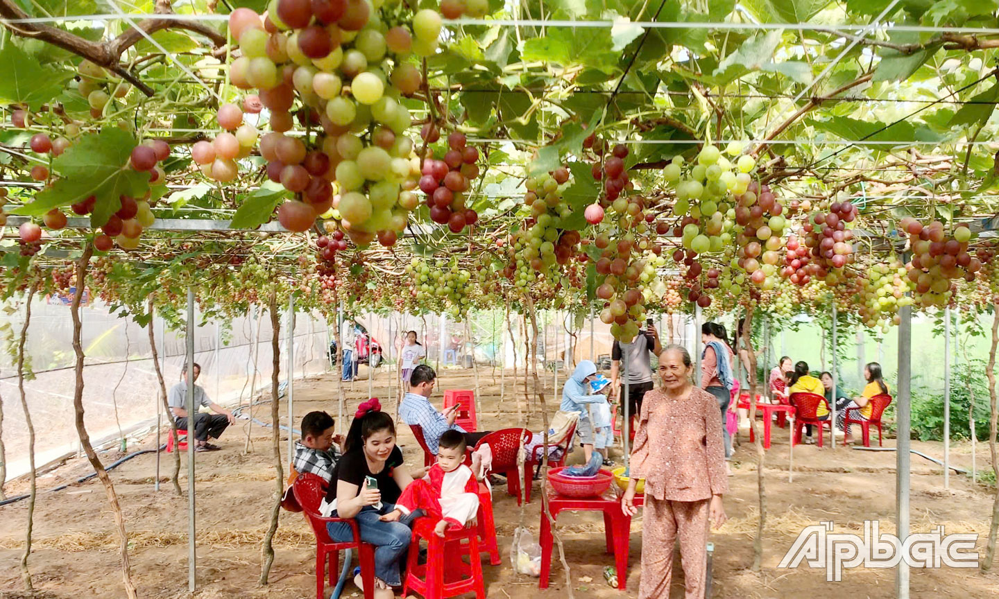 Du khách được tận mắt chiêm ngưỡng những chùm nho chín mọng tại vườn.