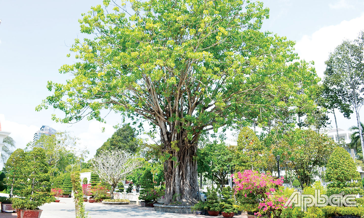 Cây da trên đường 30-4, TP. Mỹ Tho, tỉnh  Tiền Giang.