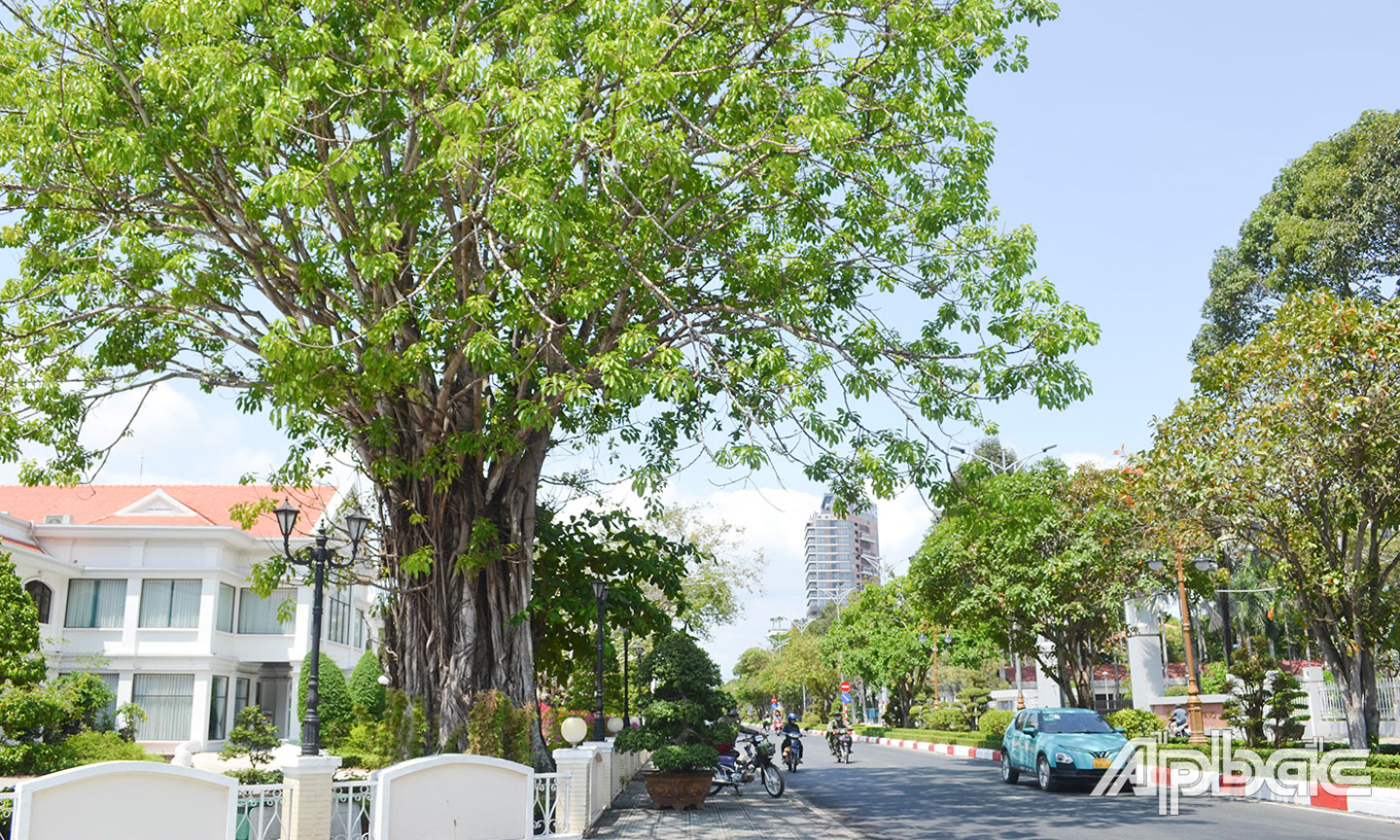 Cây da trên đường 30-4, TP. Mỹ Tho, tỉnh Tiền Giang.