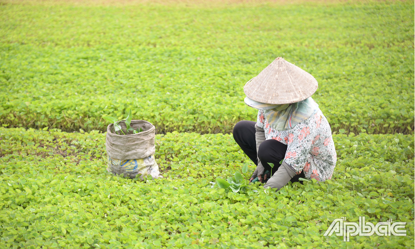 Giá rau má và nhiều loại rau khác giảm mạnh, tiêu thụ chậm khiến nông dân gặp nhiều khó khăn. 