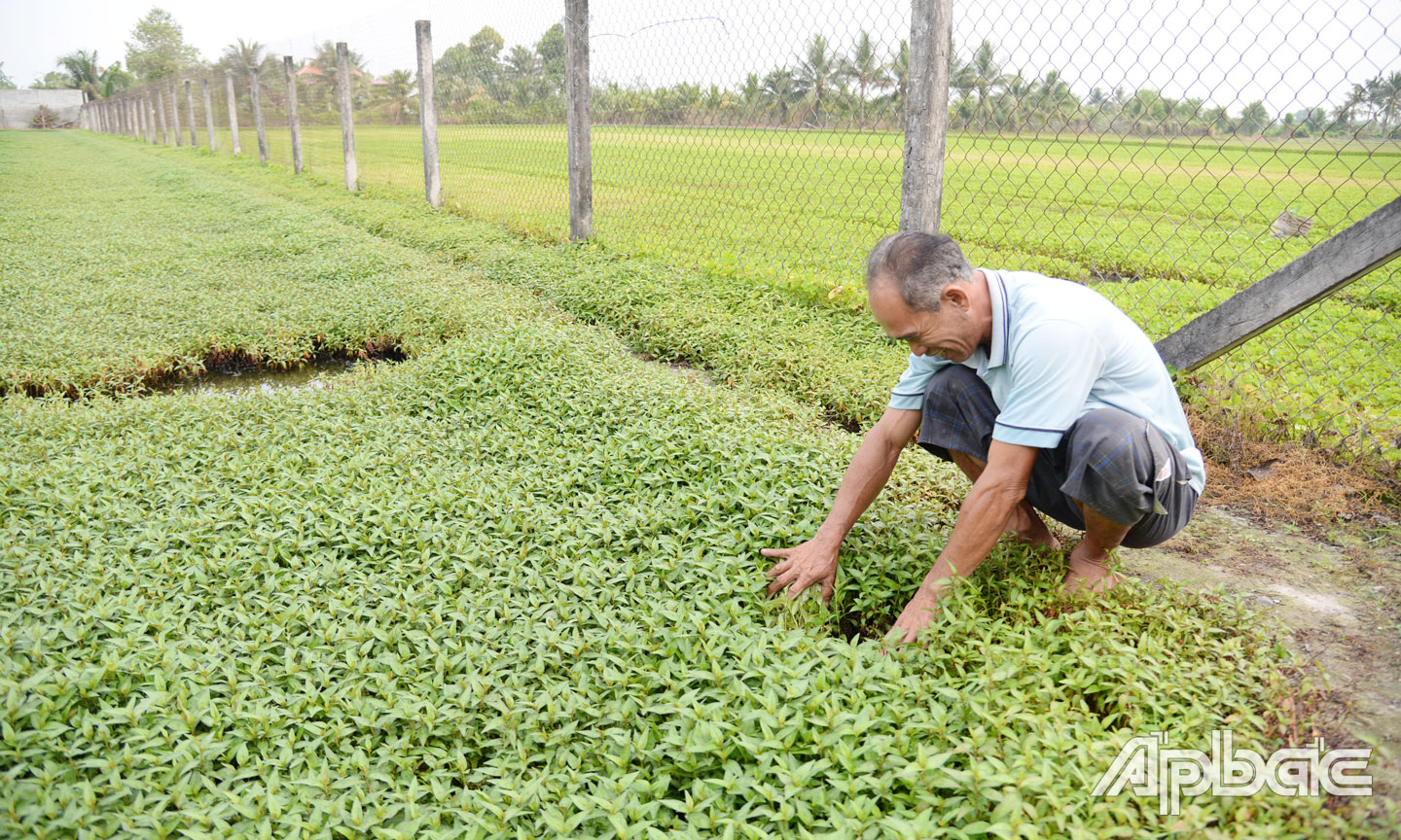 Ông Vinh bên ruộng rau răm chuẩn bị thu hoạch.