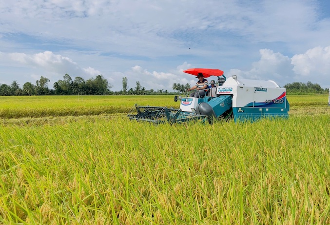 Giá lúa, gạo ở Đồng bằng sông Cửu Long và xuất khẩu tăng trong tuần này. Ảnh: Trung Chánh