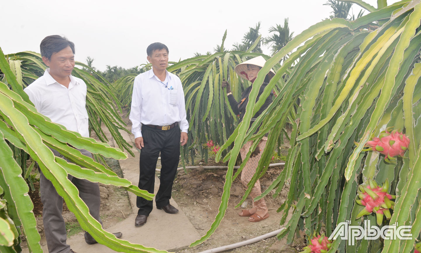 Vườn thanh long của chị Nguyễn Thị Kim Phượng (ấp Trường Xuân A, xã Thanh Bình) đang cho trái.