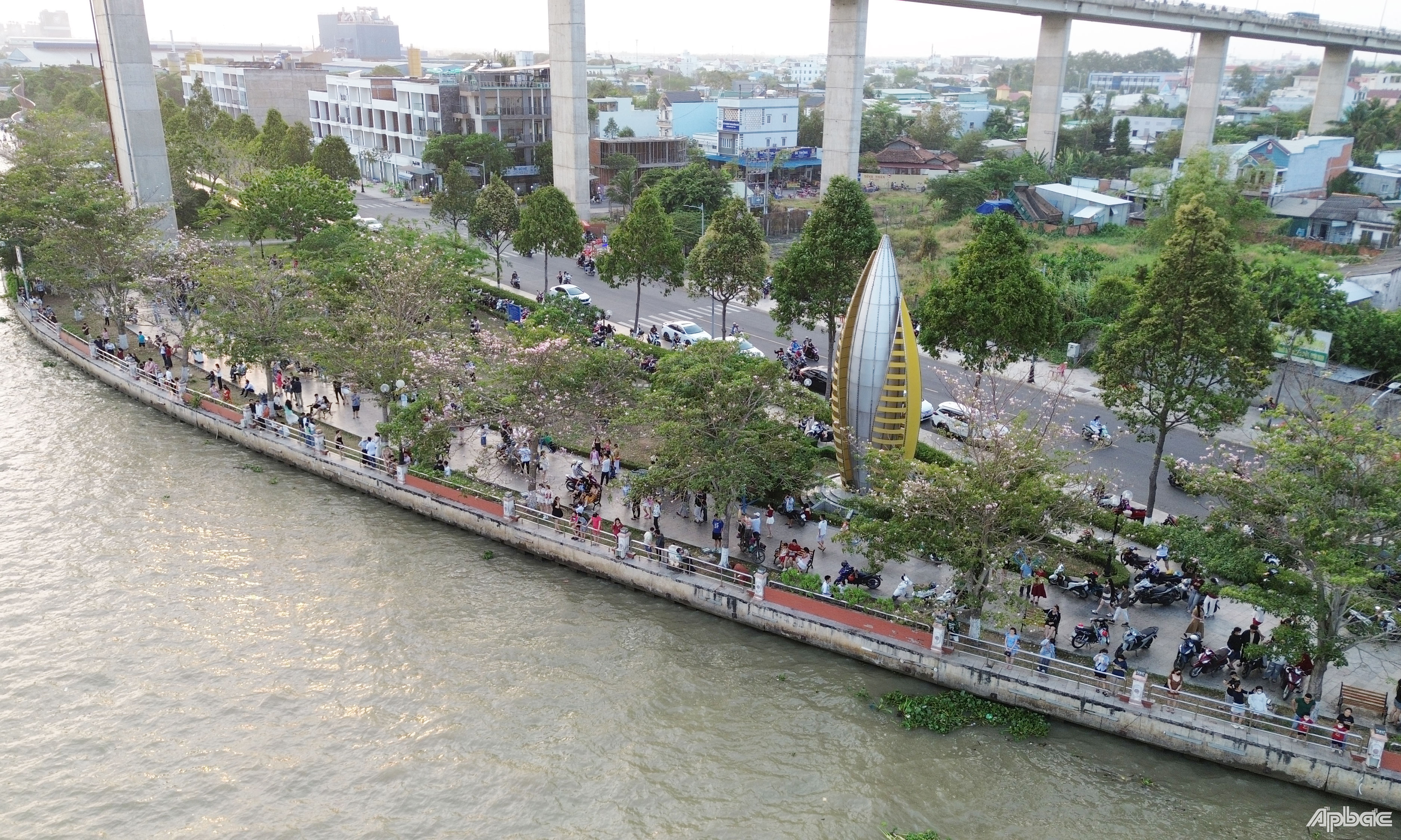 Hàng hoa kèn hồng nhìn từ trên cao.