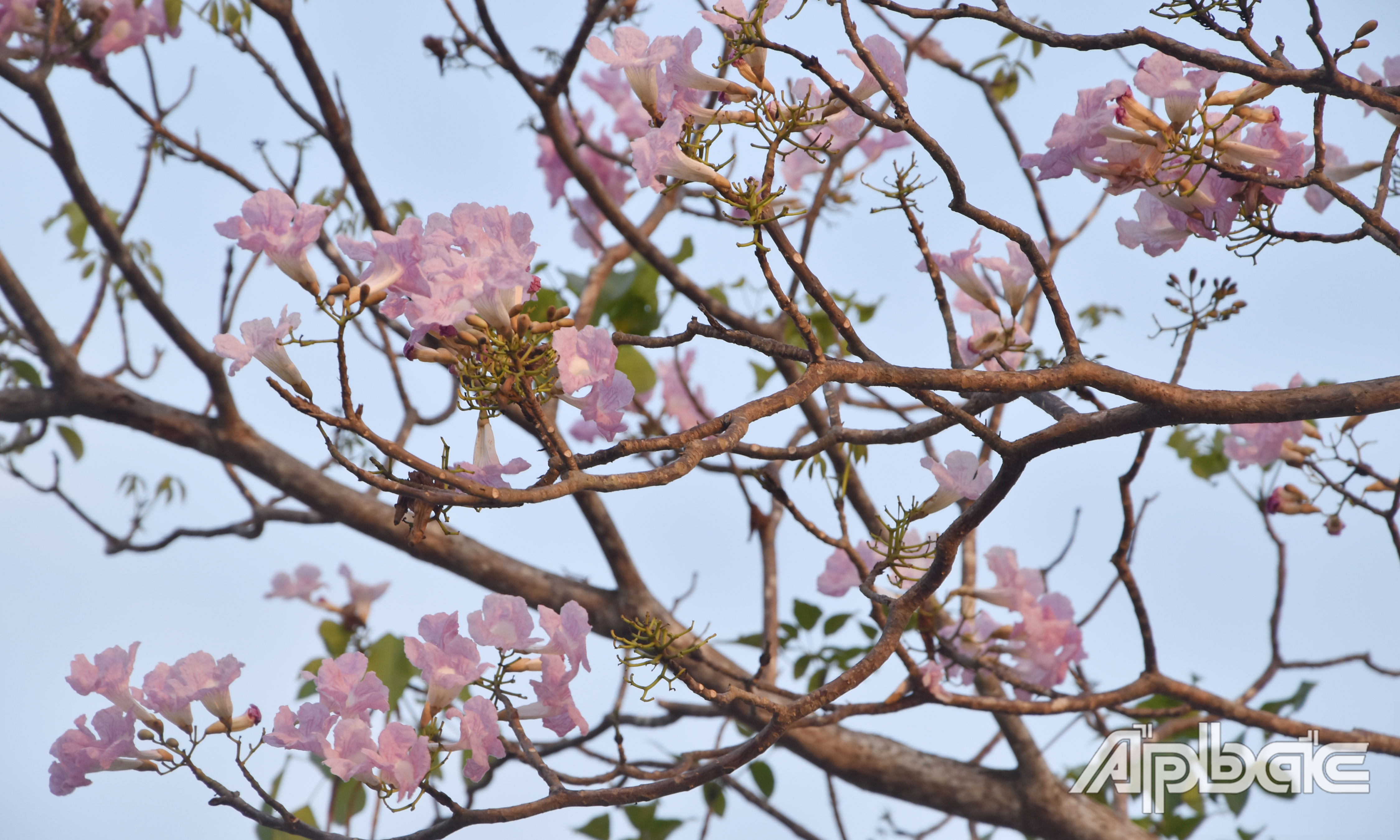 Hoa kèn hồng đang nở rộ.