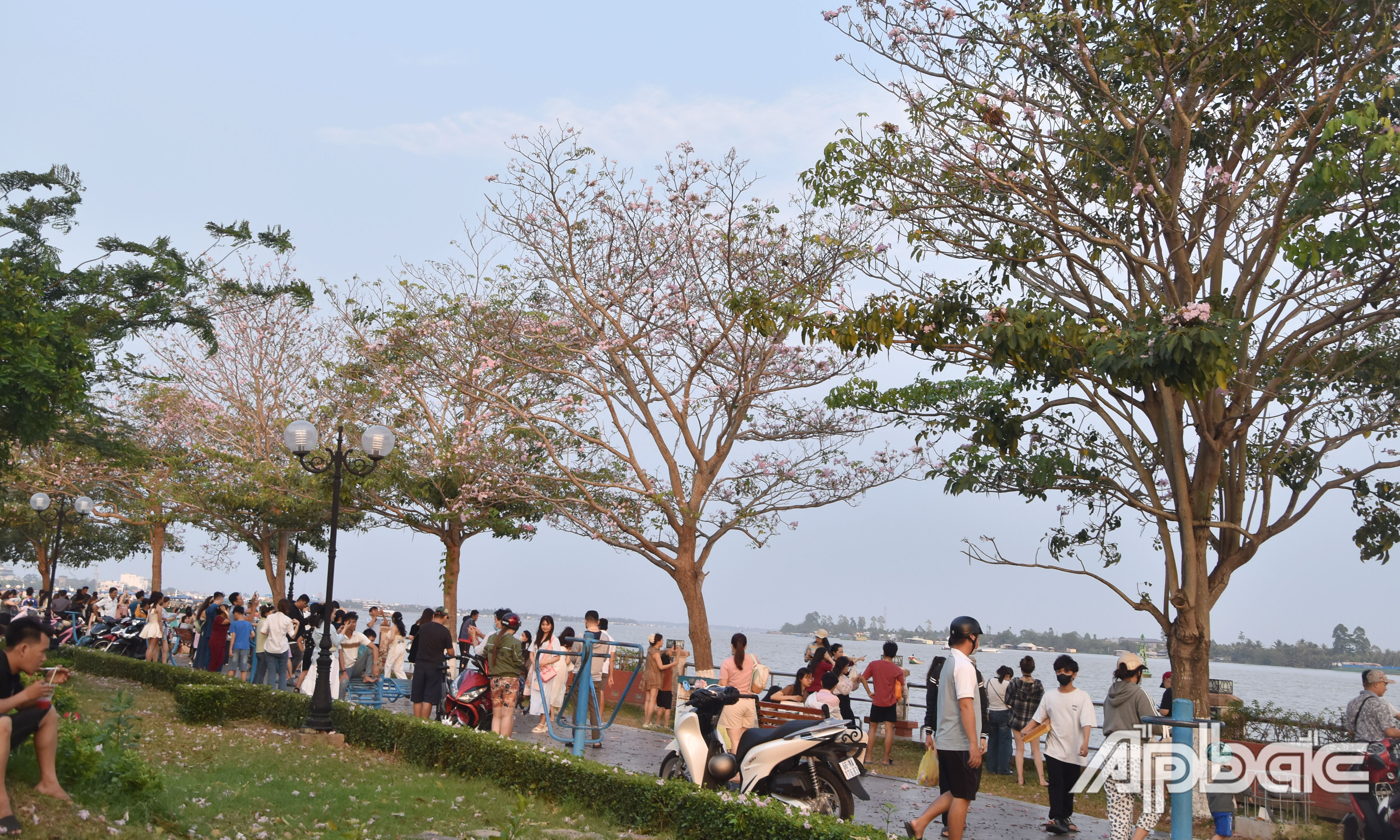 Rất đông người dân đến thưởng lãm, chụp ảnh với hoa kèn hồng.