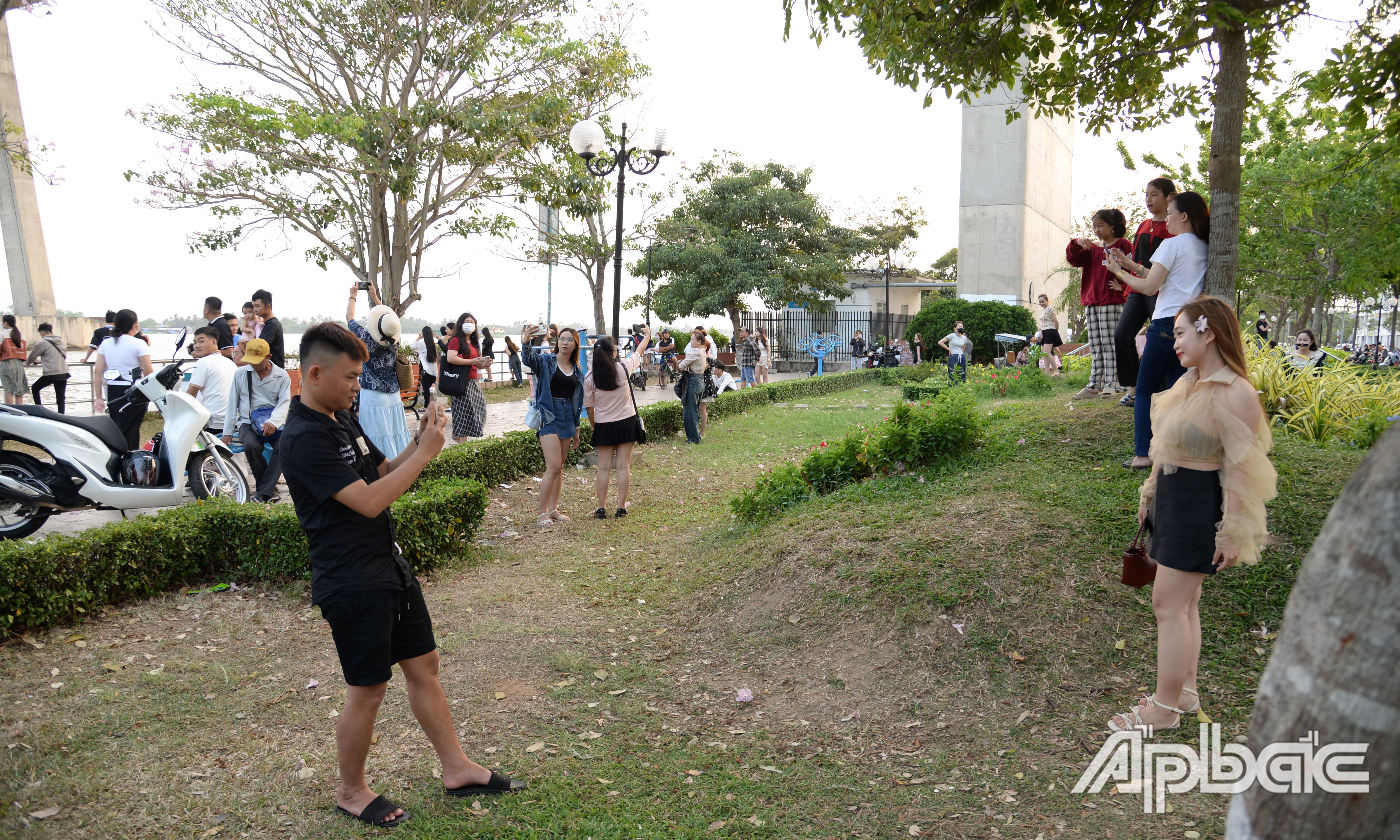 Các bạn trẻ thích thú chụp hình cùng hàng hoa kèn hồng.