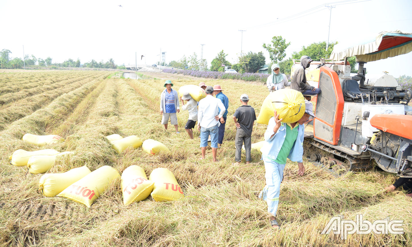 Ruộng lúa của ông Mười Ba vừa thu hoạch xong.