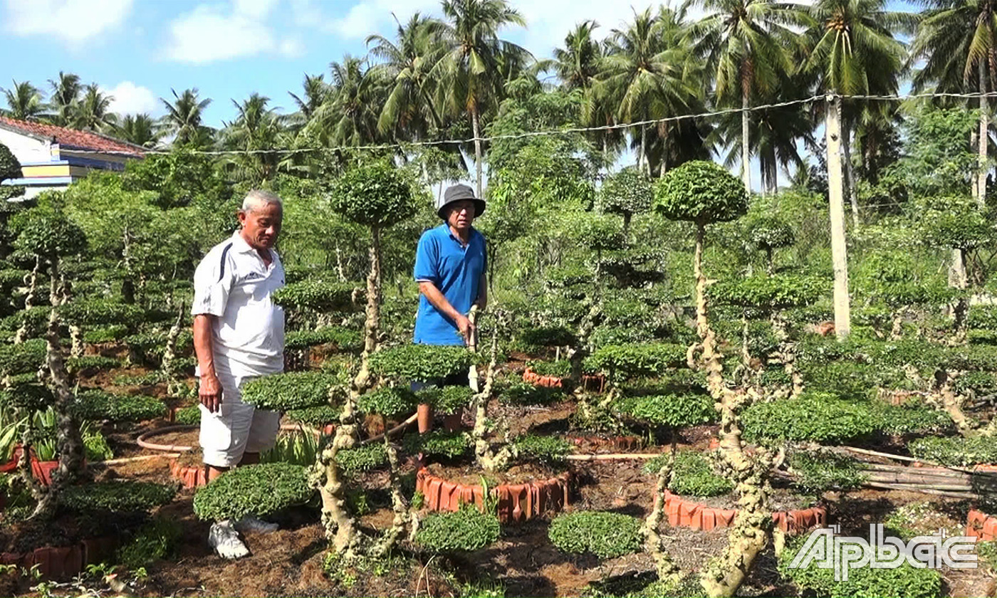 Nhiều gốc mai nu của ông Tươi giá trị từ vài chục đến