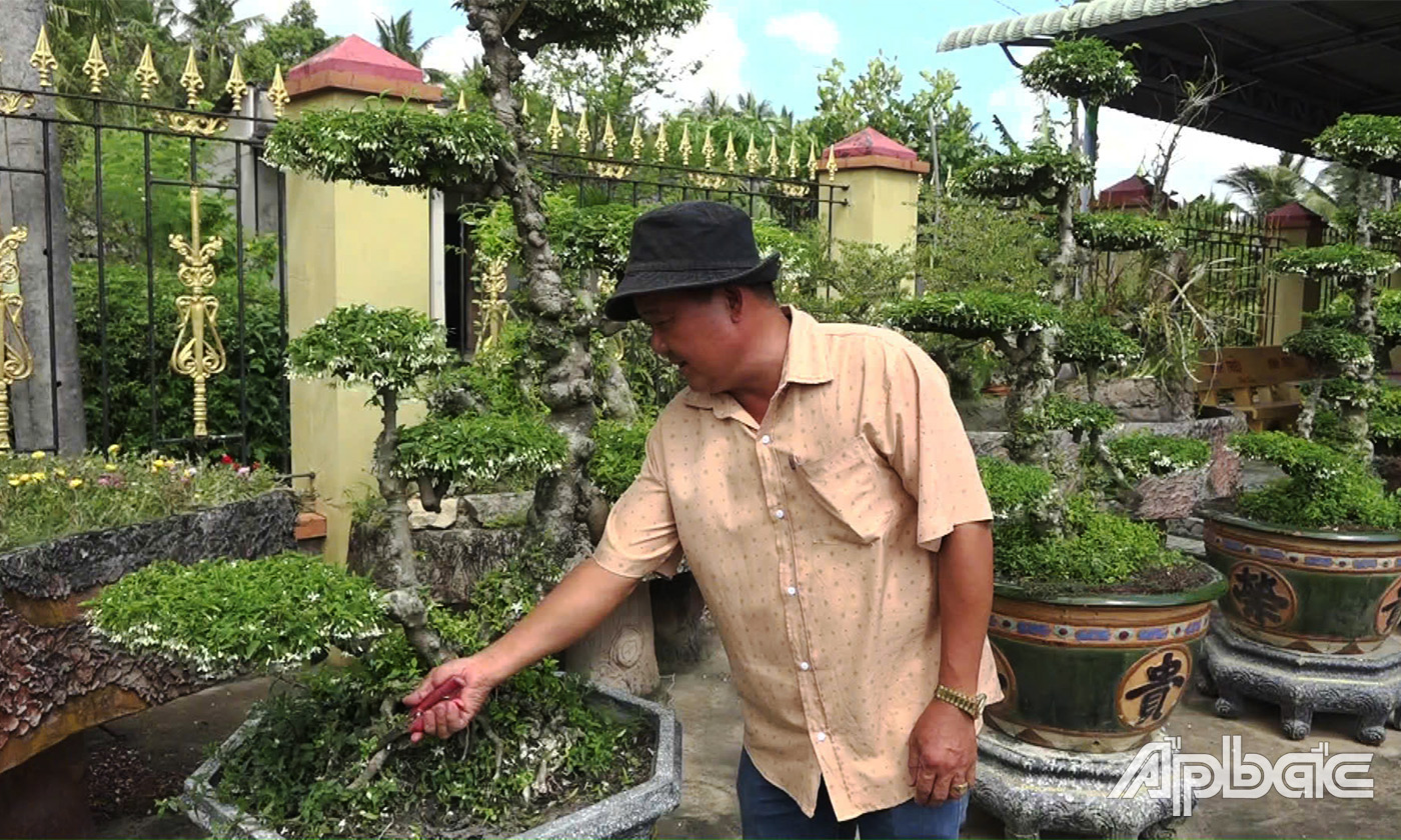 Ông Kiểu chăm sóc vườn mai nu