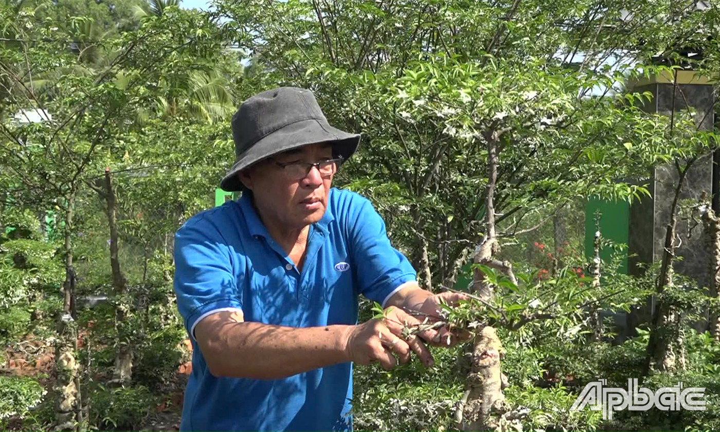 Ông Tươi chăm sóc vườn mai nu