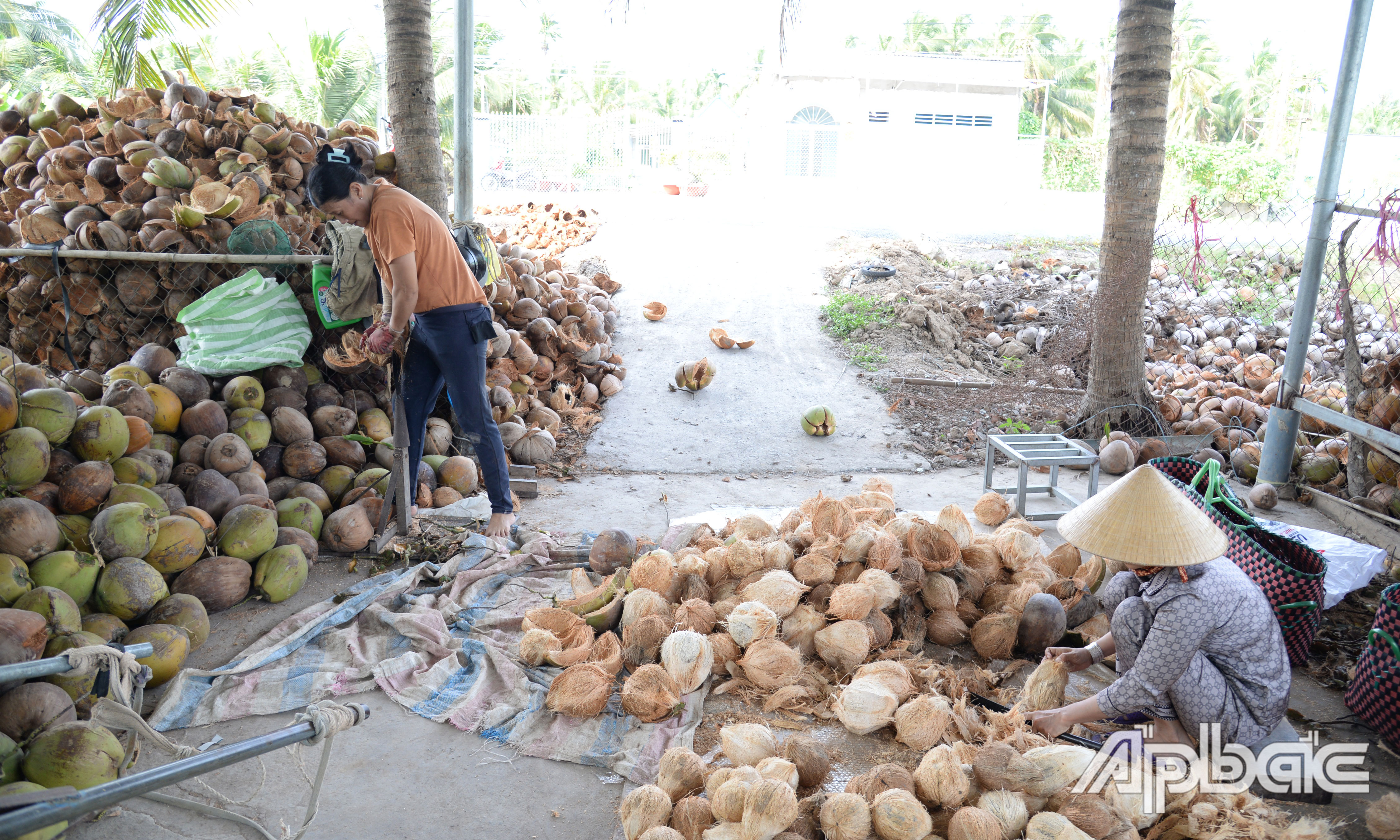 Hiện nay, nguồn cung hạn chế là nguyên nhân dẫn đến giá dừa tăng cao.