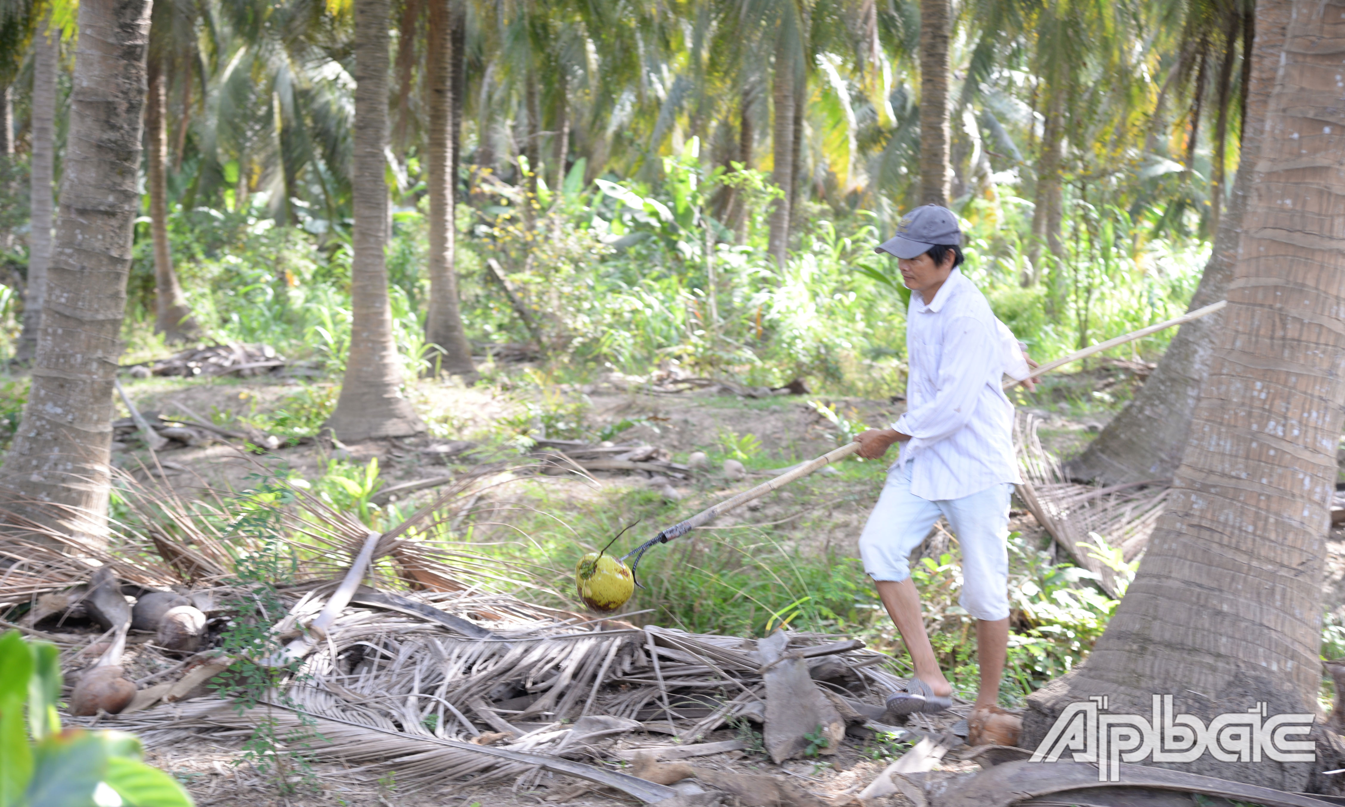 Thu hoạch dừa tại xã Hoà Định vào sáng ngày 4-4.