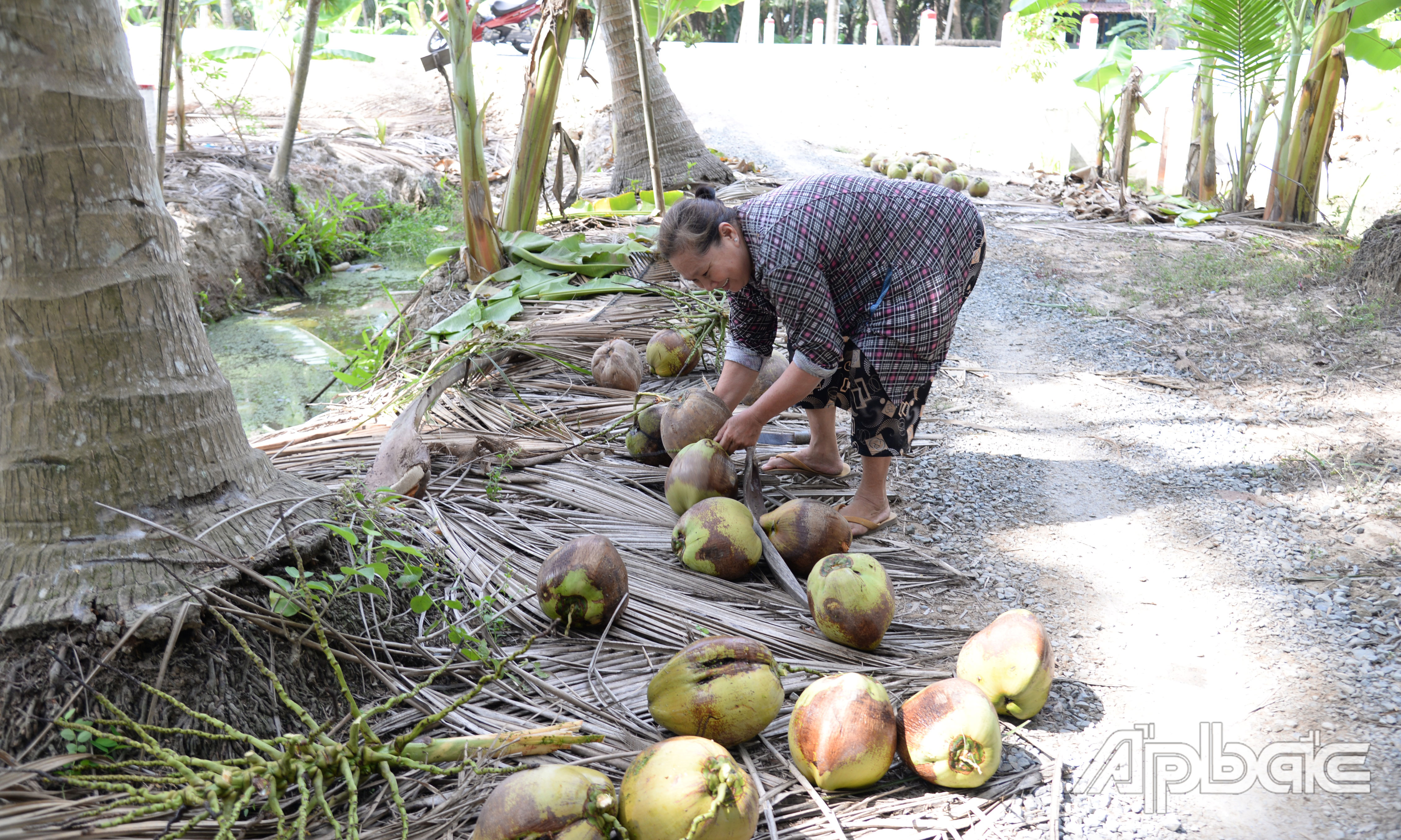 Bà Thanh phấn khởi vì bán dừa với giá cao.