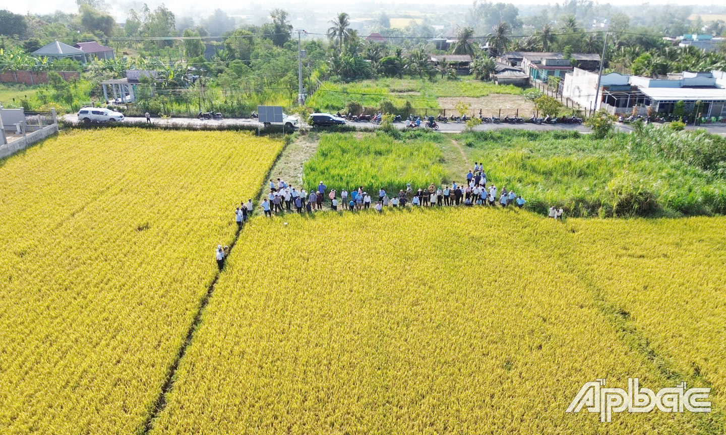 Tỉnh đang tập trung đẩy mạnh tái cơ cấu ngành Nông nghiệp, phấn đấu đạt mức tăng trưởng từ 4,2% trở lên trong năm 2025. 