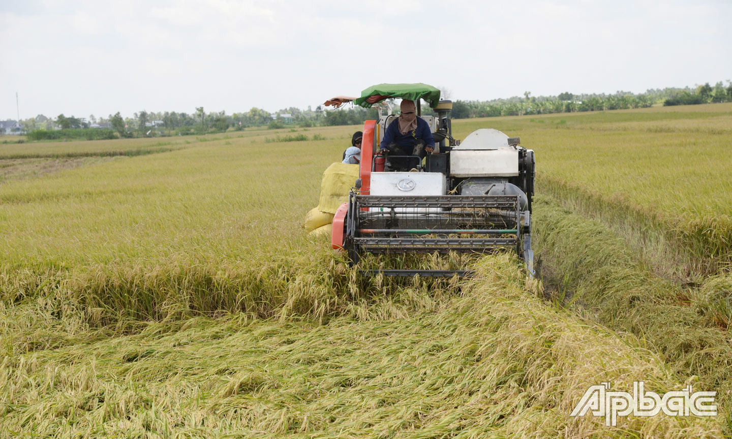 Khu vực Gò Công hiện nay trở thành vùng trọng điểm sản xuất lúa.