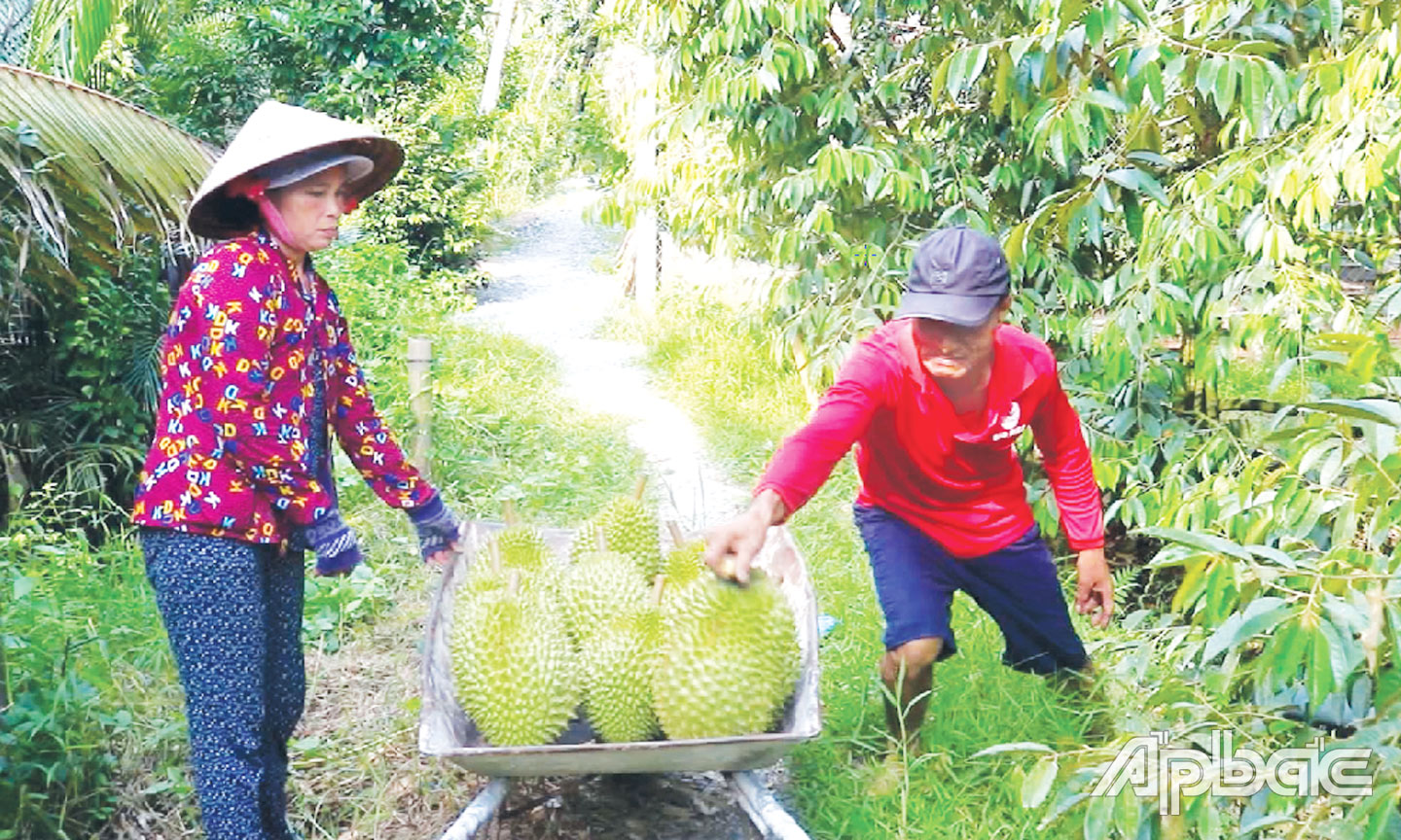 Thời gian qua, việc xây dựng mã số vùng trồng giúp nông sản của xã nâng cao giá trị và mở rộng thị trường tiêu thụ.