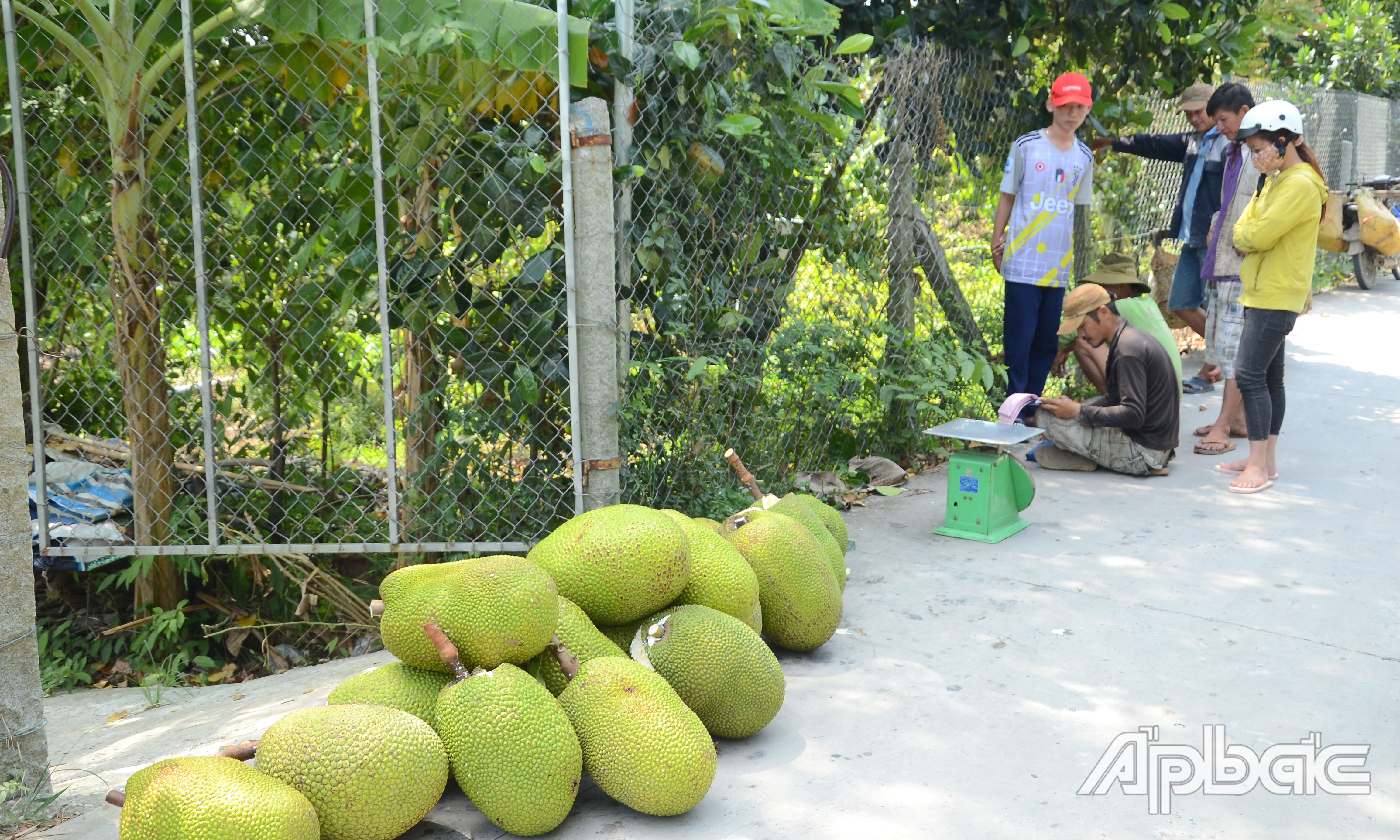 Giá mít Thái hiện đang giảm sâu.