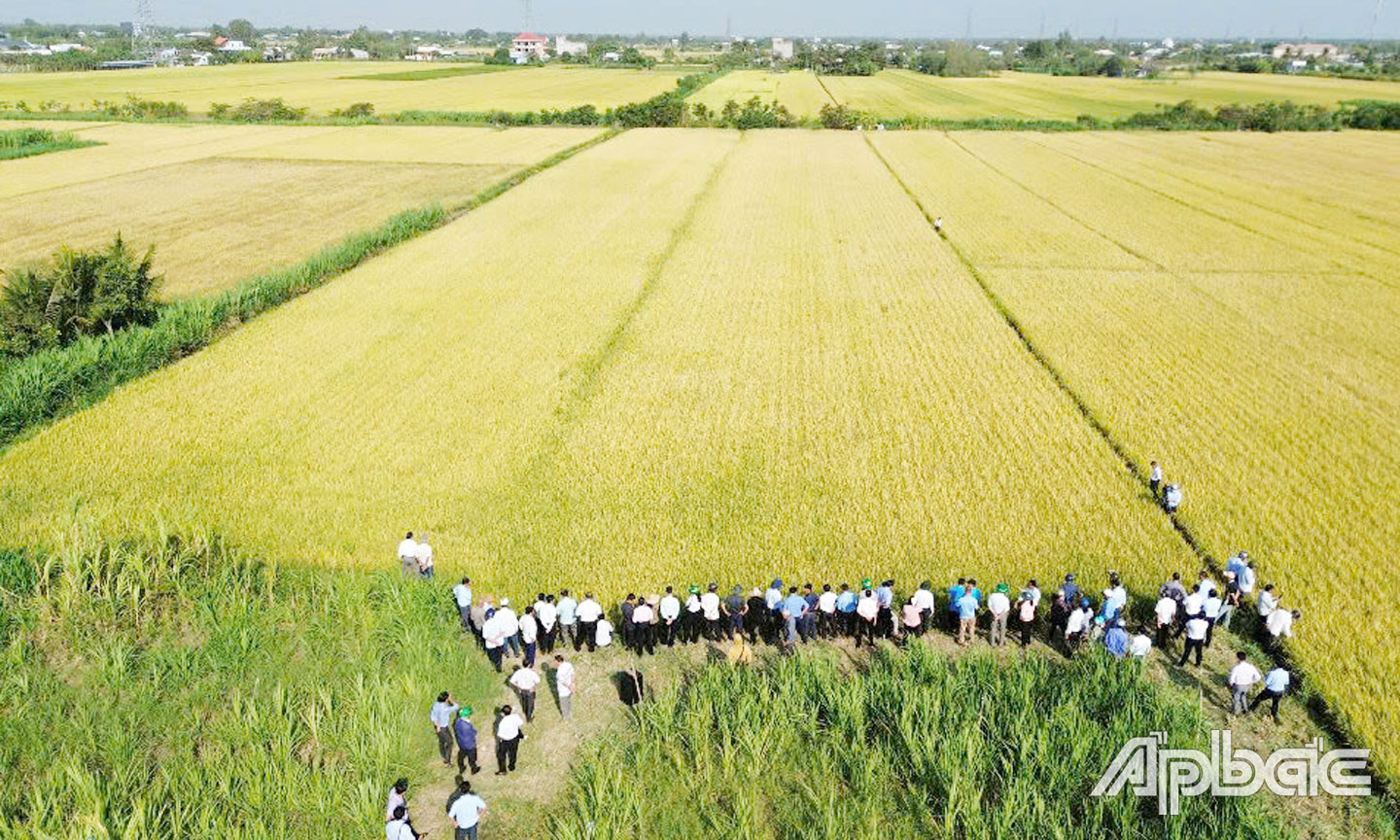 Hiện tại trên toàn tỉnh Tiền Giang, có tổng cộng 15.356 ha ứng dụng công nghệ cao trong sản xuất lúa.