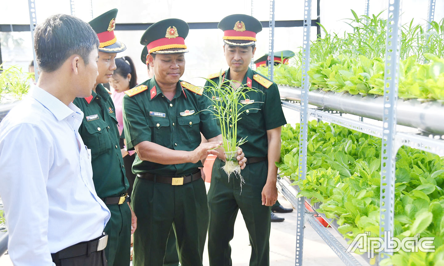 Tham quan mô hình trồng rau xanh trong nhà lưới theo phương pháp thủy canh của Ban CHQS TP. Mỹ Tho.