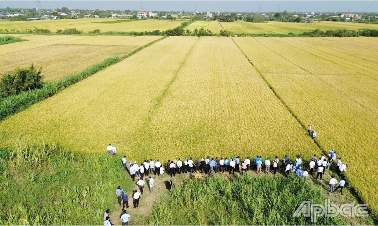 Hiện tại trên toàn tỉnh Tiền Giang, có tổng cộng 15.356 ha ứng dụng công nghệ cao trong sản xuất lúa.                                                                                                 Ảnh: CAO THẮNG
