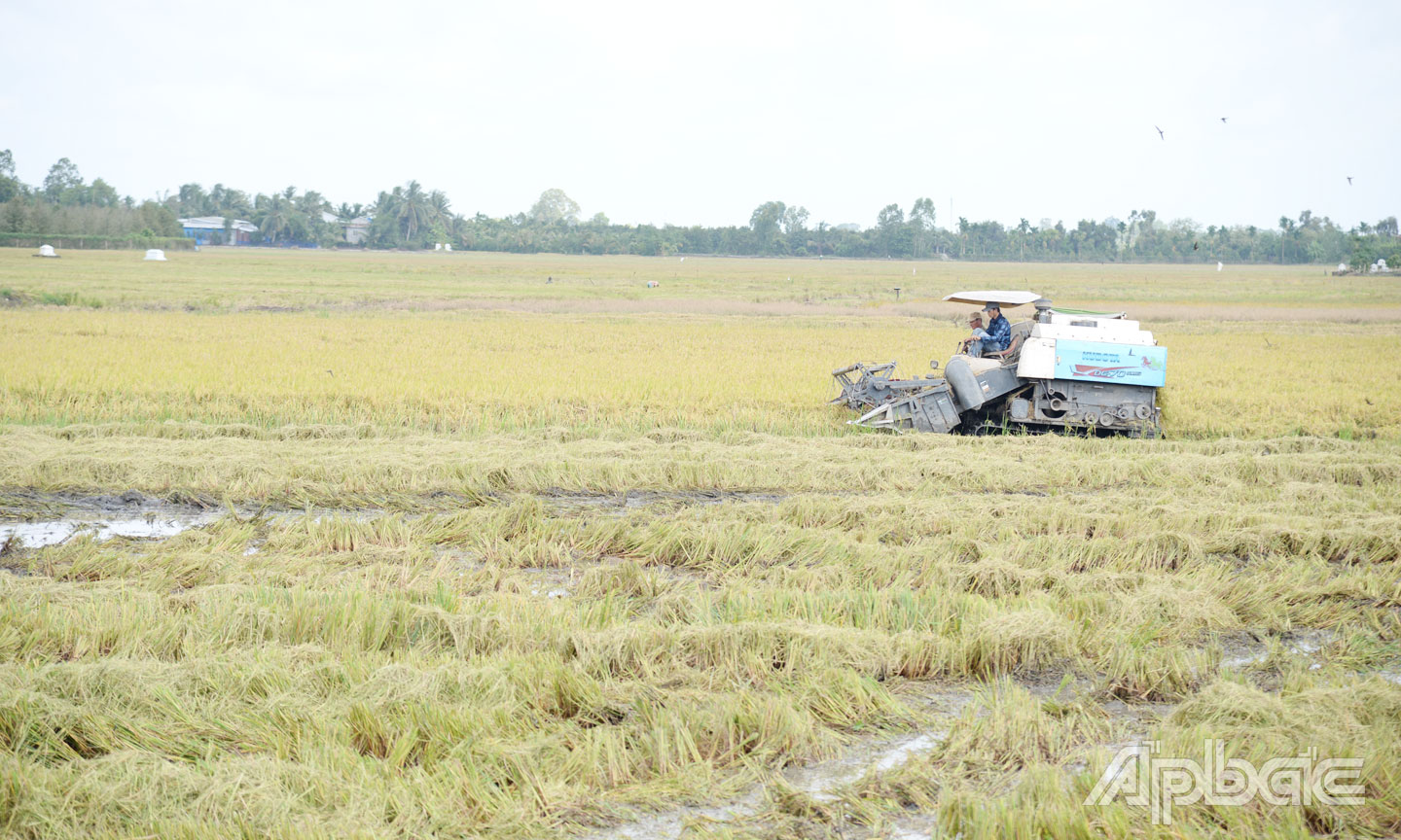 Hơn 6 công đất của gia đình anh Quân gặp khó khăn trong thu hoạch do những ngày qua mưa xảy ra thường xuyên.
