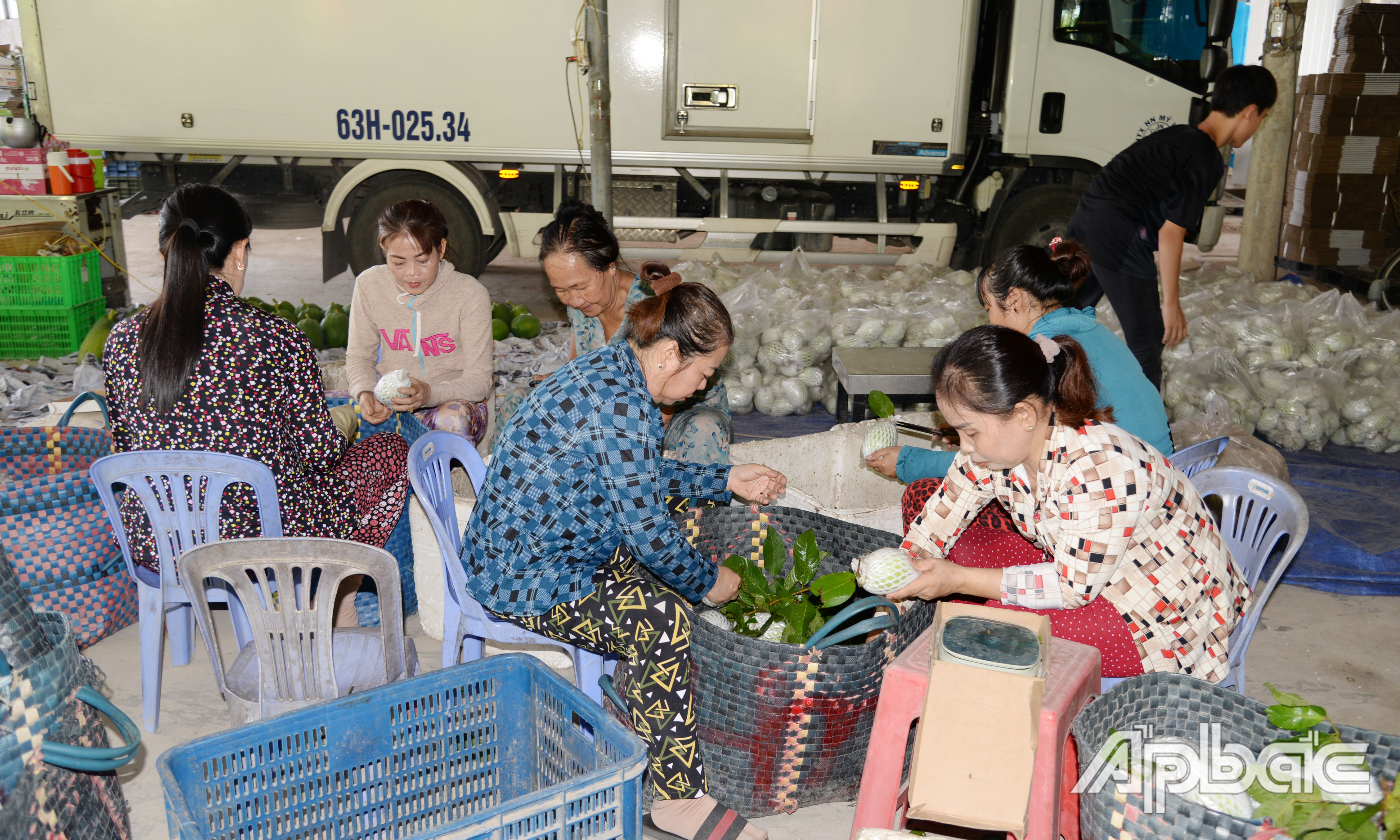 Giá ổi đang chạm đáy.