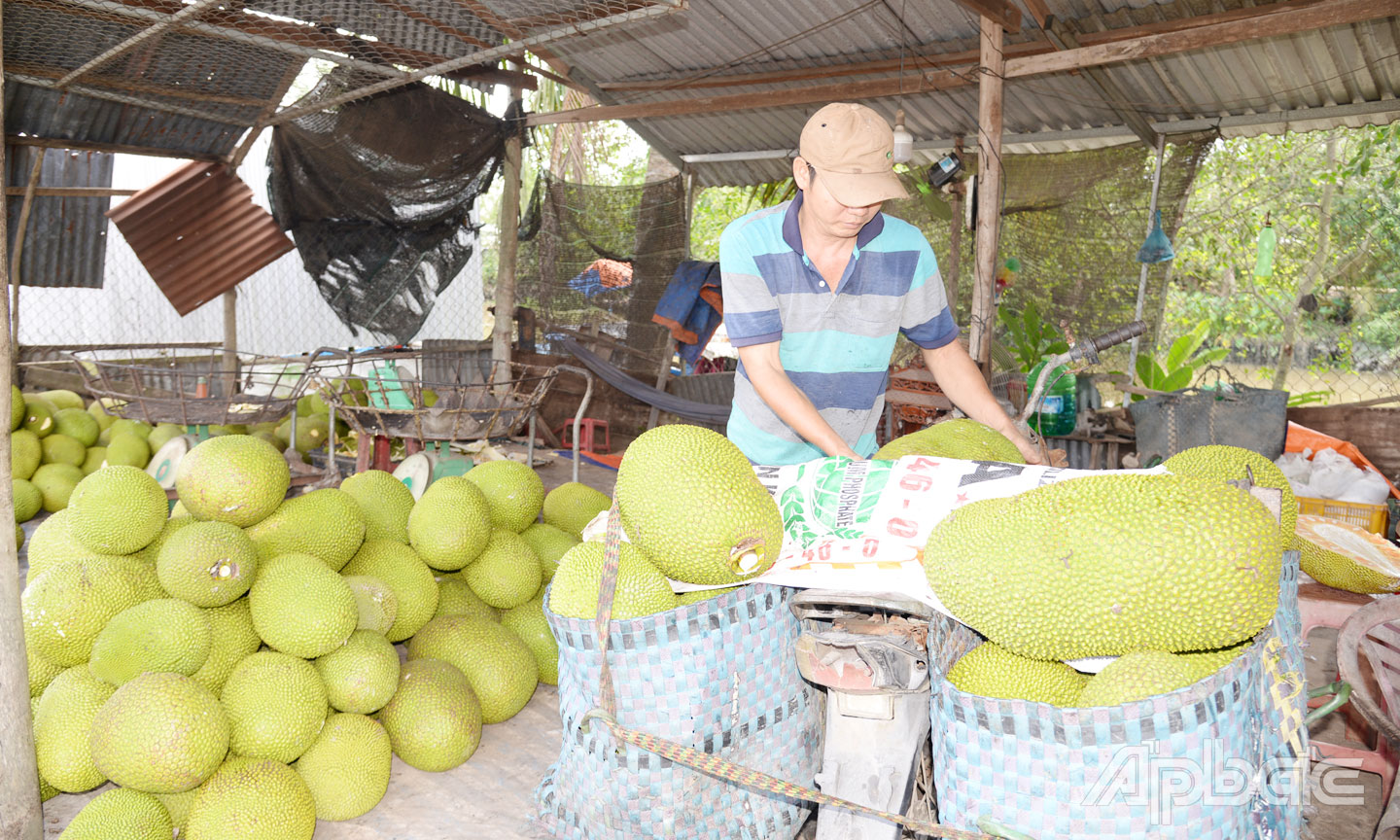 Giá mít Thái được vựa của anh Trường thu mua vào với giá từ 1.000 - 3.000 đồng/kg.