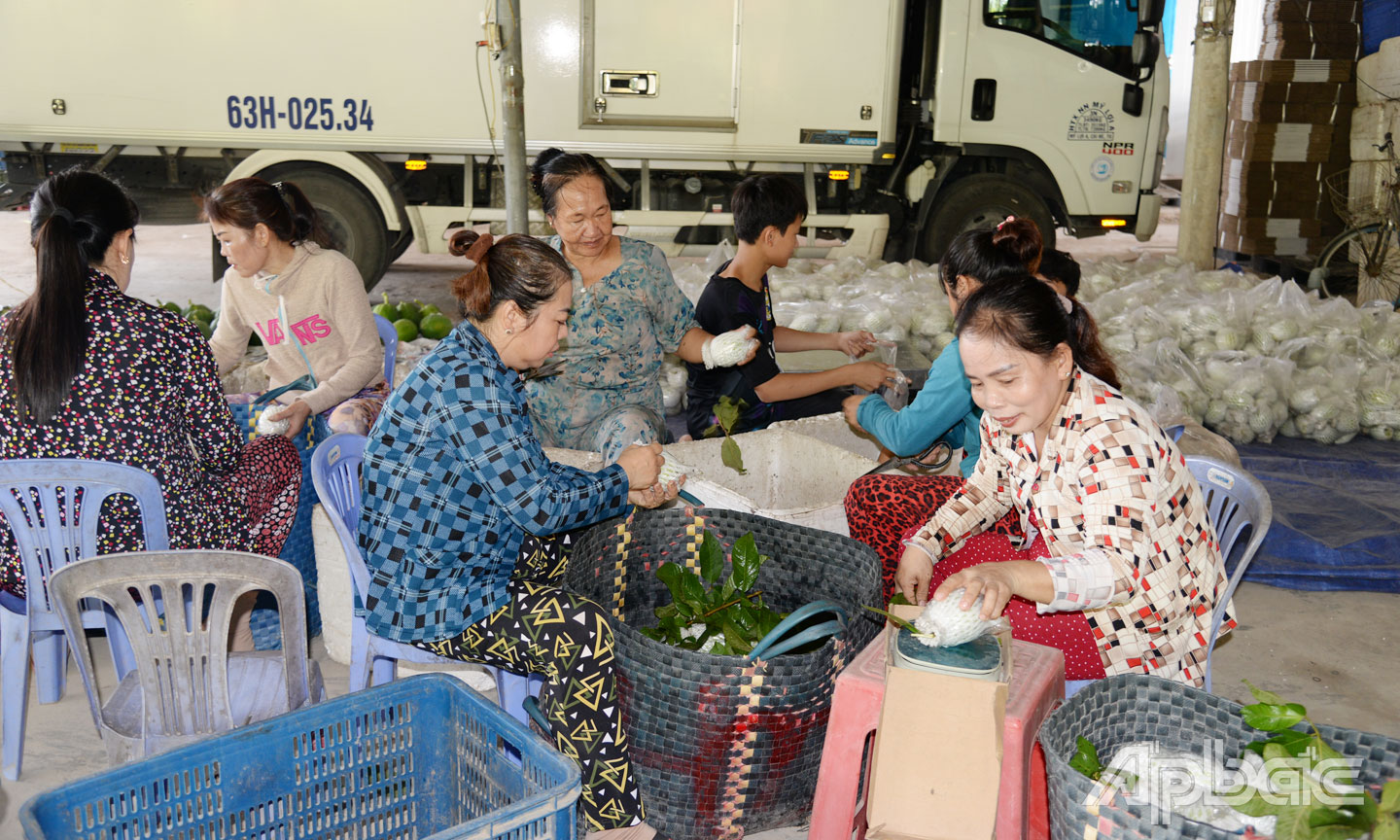 Giá ổi đang giảm sâu.