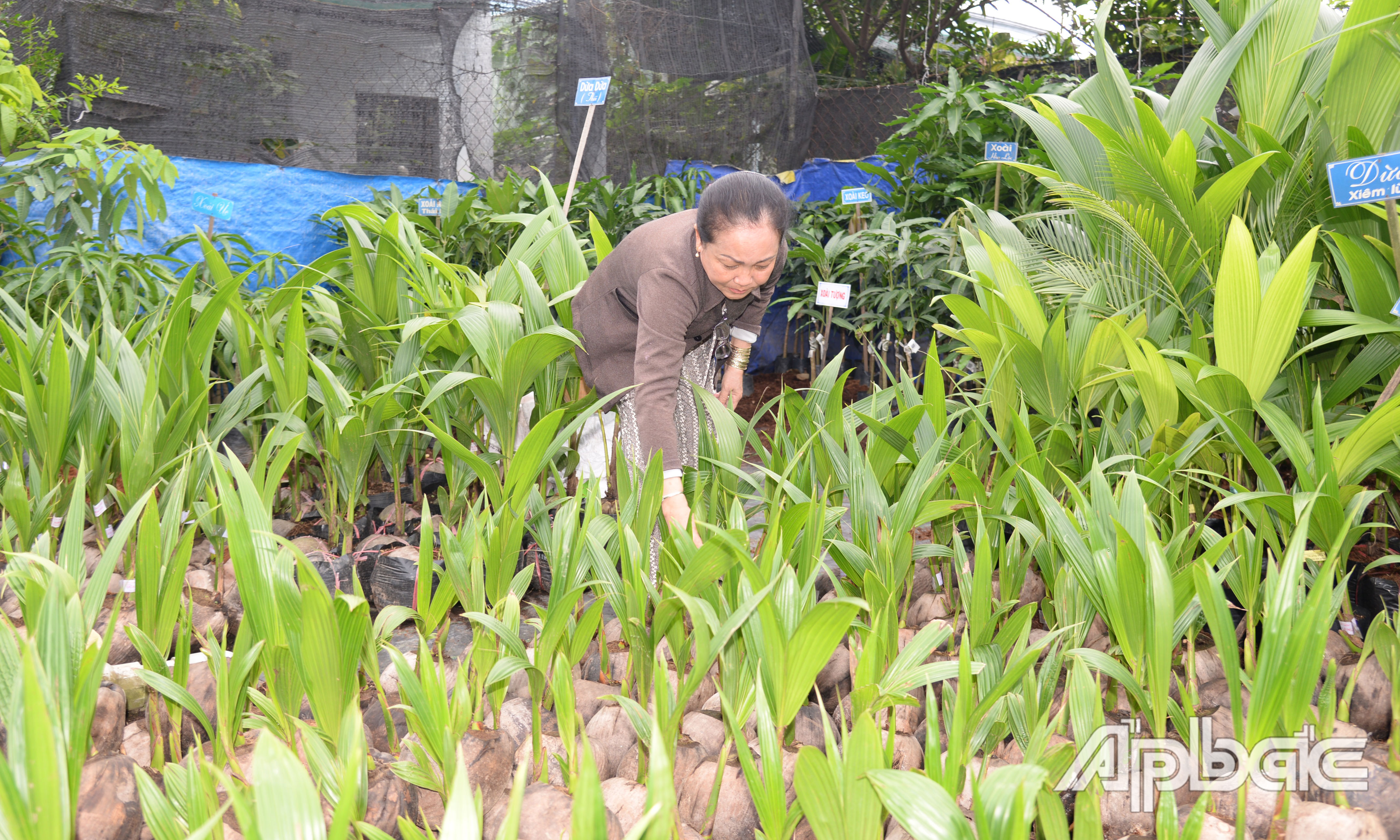 Trung bình mỗi ngày, Cơ sở Giống hoa kiểng Tốt Hoa bán khoảng vài trăm cây dừa giống.