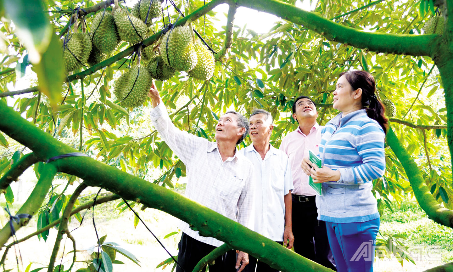 Thời gian qua, cây sầu riêng mang lại hiệu quả kinh tế cao cho nông dân.