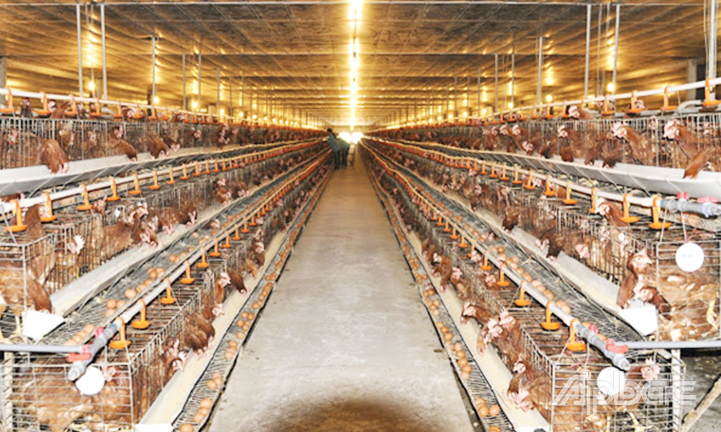 Một mô hình chăn nuôi trang trại ứng dụng kỹ thuật, công nghệ cao trên địa bàn tỉnh Tiền Giang. Ảnh do Chi cục Chăn nuôi và Thú y cung cấp.