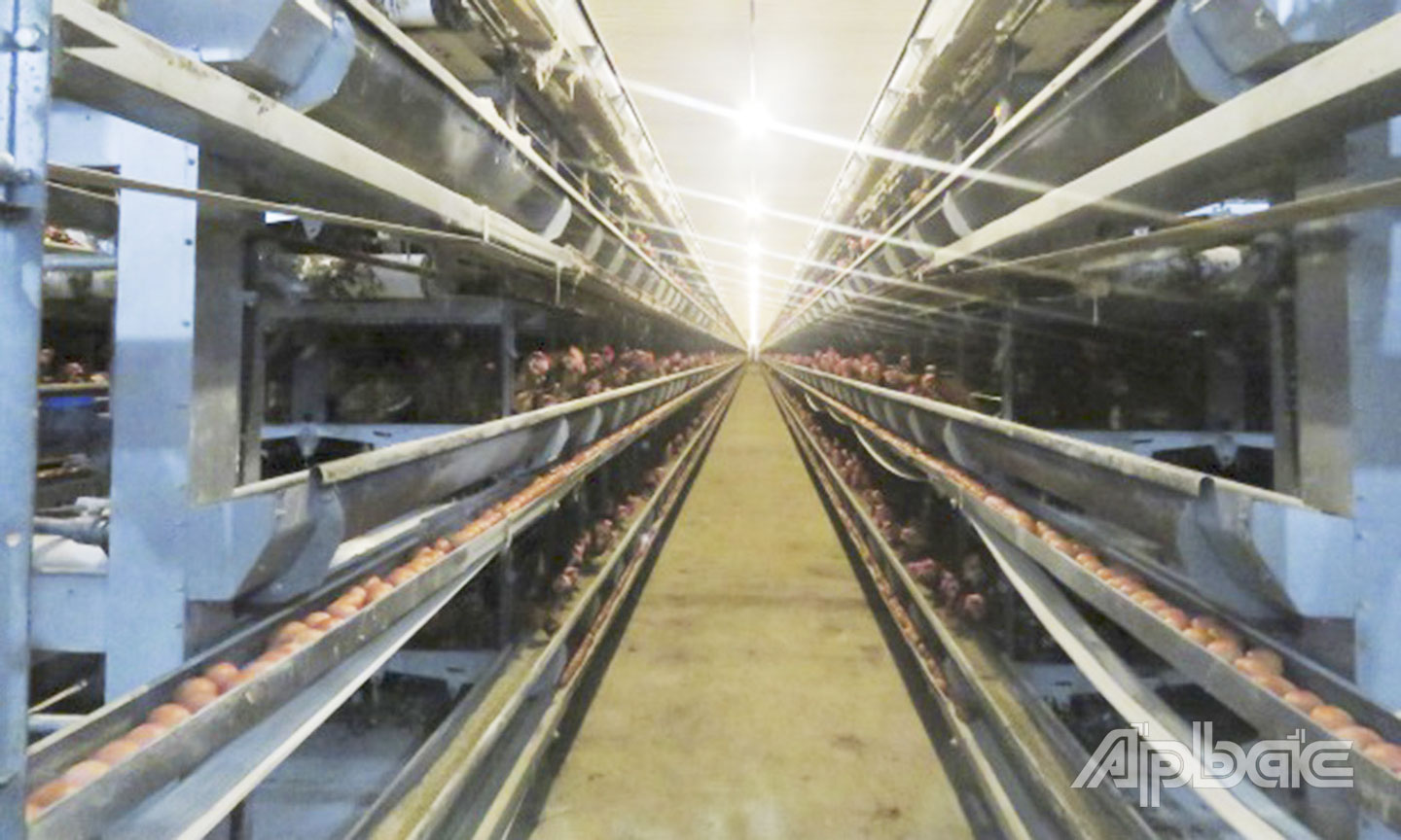 Một mô hình chăn nuôi trang trại ứng dụng kỹ thuật, công nghệ cao trên địa bàn tỉnh Tiền Giang. Ảnh do Chi cục Chăn nuôi và Thú y cung cấp.