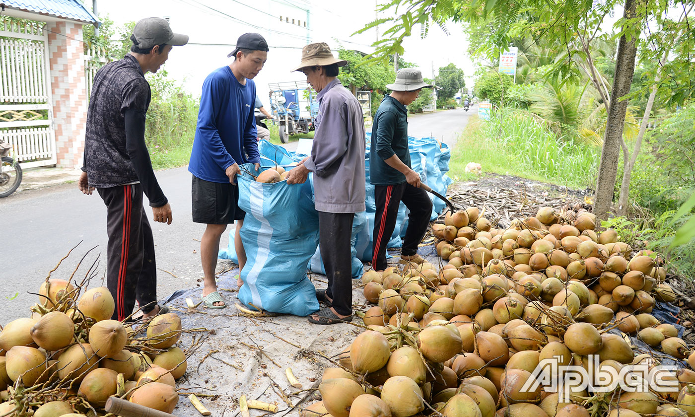 Giá dừa tươi giảm mạnh.