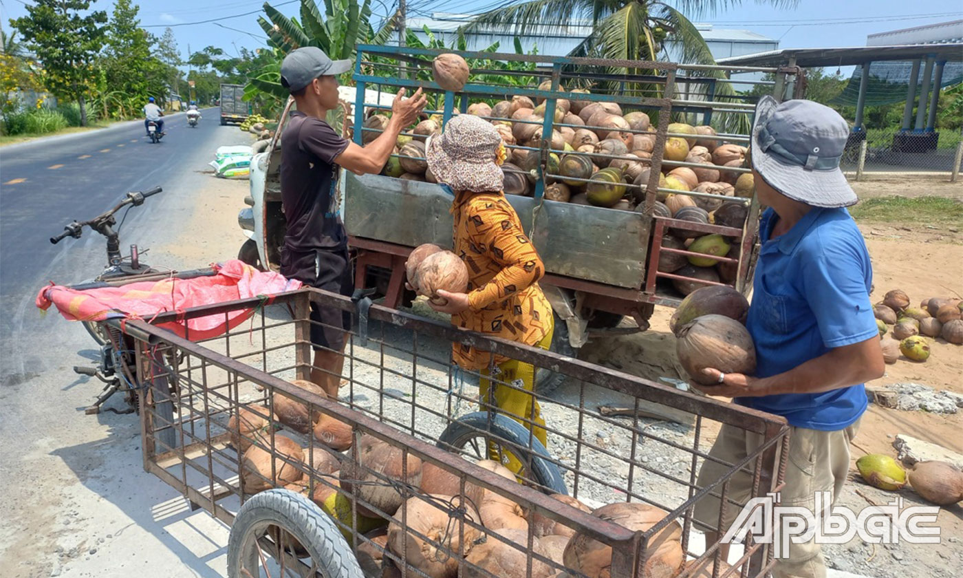 Giá dừa khô tăng cao trở lại. 