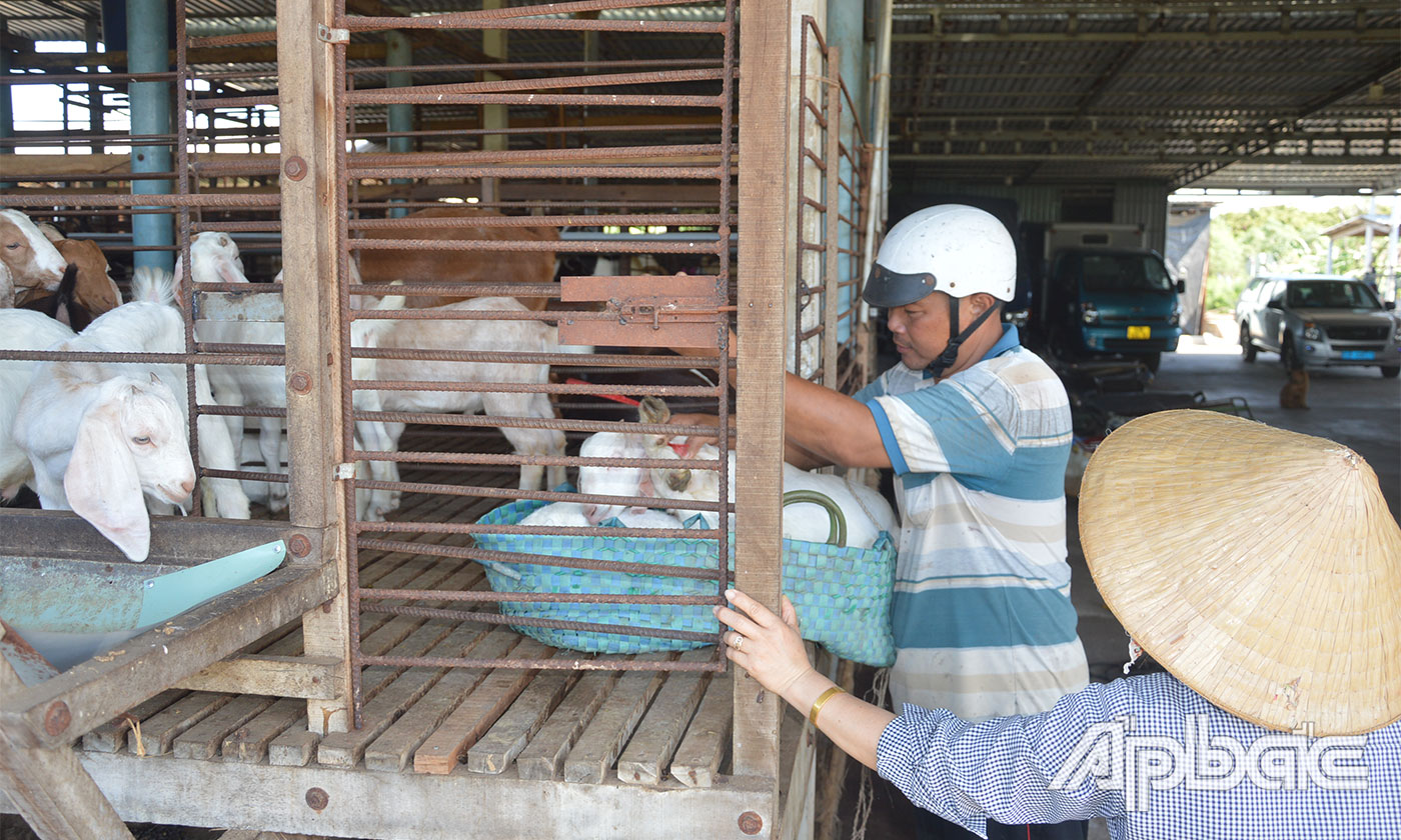 Giá dê hiện đang tăng cao giúp người nuôi thu lãi khá.